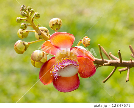 Beautiful close-up of Cannonball tree flowers (Couroupita guiane Beautiful close-up of Cannonball tree flowers (Couroupita guiane 12847675