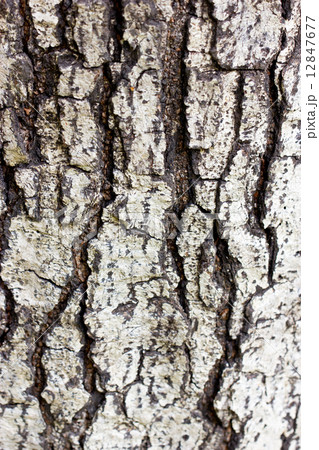 Crack bark as background. Crack bark as background. 12847677