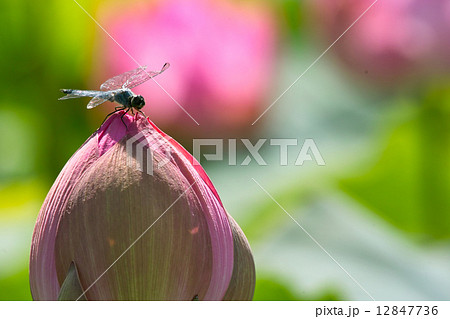 トンボのいる風景の写真素材