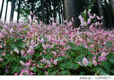 シュウカイドウ(秋海棠)の群落（埼玉県比企郡ときがわ町） 12848077