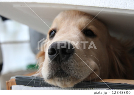 やんちゃ坊主の写真素材