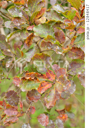 樹木・ハグマノキ　ウルシ科 12848417