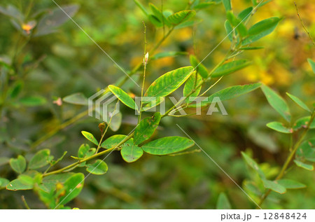 樹木・ヤマハギ　マメ科 12848424