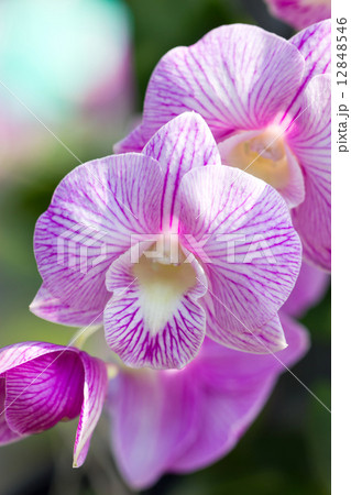 Orchid flower (Dendrobium). 12848546