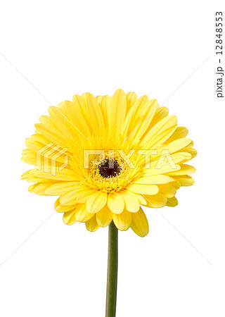Yellow gerbera flower (Brilliance) isolated on white.  12848553
