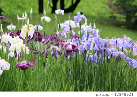 雨に濡れる小石川後楽園の花菖蒲 雨に濡れる小石川後楽園の花菖蒲 12848921