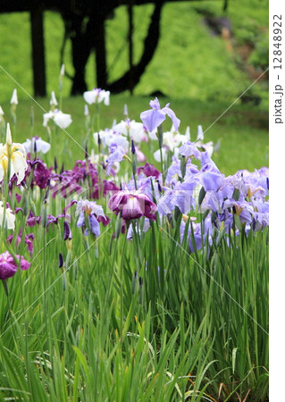 雨に濡れる小石川後楽園の花菖蒲 雨に濡れる小石川後楽園の花菖蒲 12848922