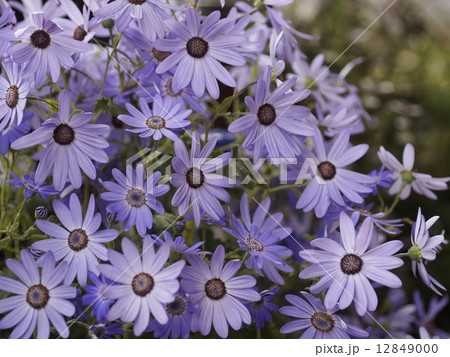 植物　花 12849000