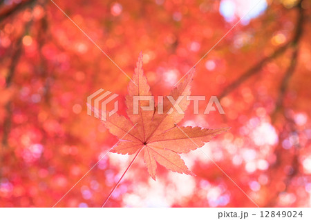 紅葉 紅葉 12849024