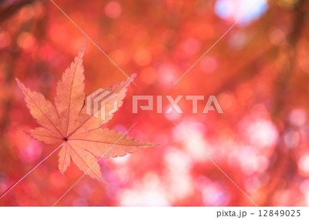 紅葉 紅葉 12849025