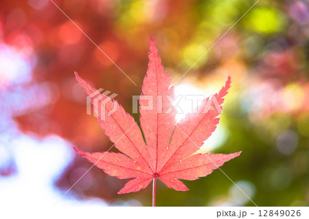 紅葉 紅葉 12849026