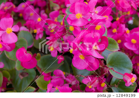 ベゴニア・センパフローレンス 12849199