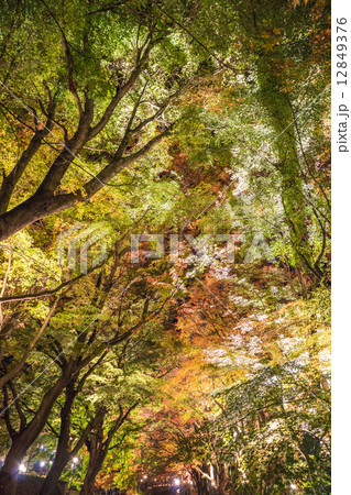 紅葉ライトアップ 紅葉ライトアップ 12849376