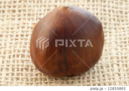 chestnut chestnut 12850863