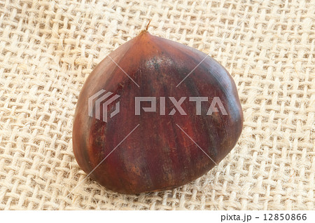 chestnut chestnut 12850866