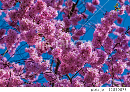 Oriental cherry 12850873