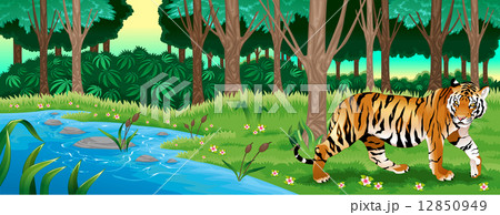 Green forest with a tiger Green forest with a tiger 12850949