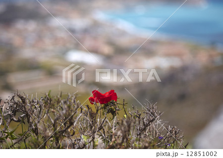 Mountain poppy 12851002