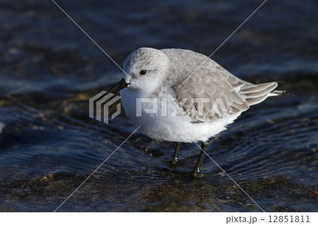 ミユビシギ ミユビシギ 12851811