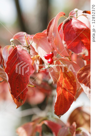 荒川自然公園の花水木の葉の紅葉と赤い実 12852370