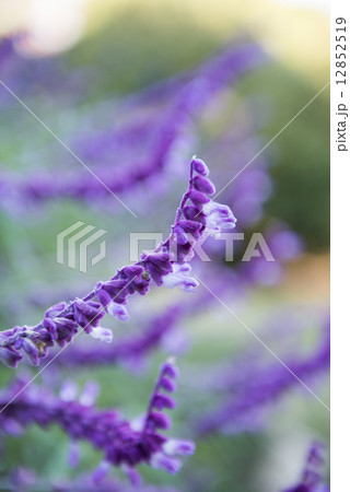 メキシカンセージ メキシカンセージ 12852519