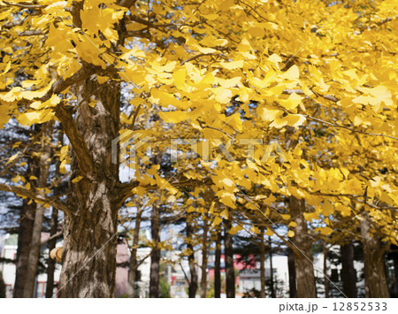 イチョウ(札幌 西岡公園) イチョウ(札幌 西岡公園) 12852533