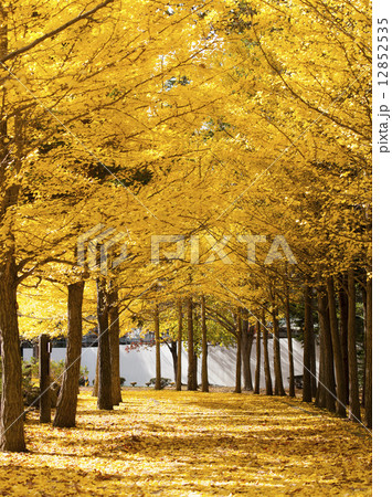 イチョウ(札幌 西岡公園) イチョウ(札幌 西岡公園) 12852535
