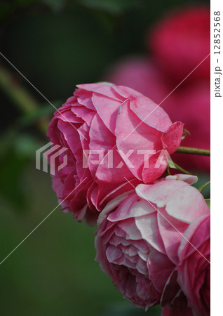 並んで咲くポンポネッラ 12852568