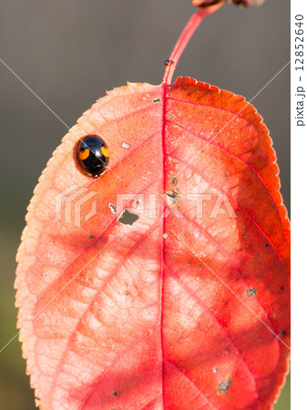紅葉とテンントウムシ 紅葉とテンントウムシ 12852640