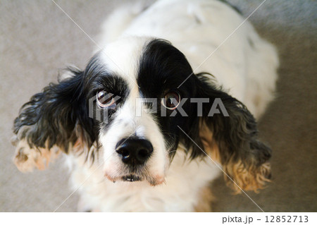 Cocker Spaniel Cocker Spaniel 12852713
