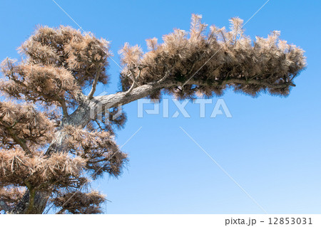 「マツ枯れ」の被害４ 12853031