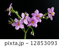 flower isolated on black 12853093