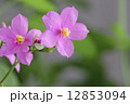 flower isolated on background 12853094