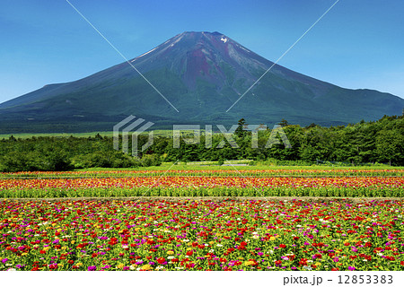 富士山と百日草 12853383
