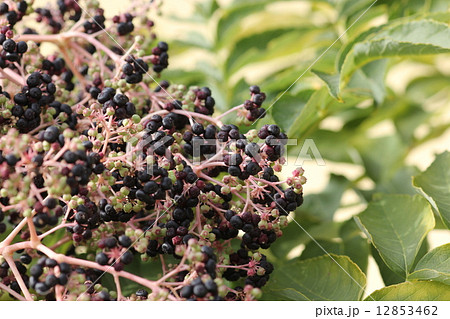 タラノキの実０４ 12853462