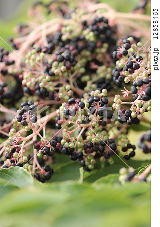 タラノキの実01 タラノキの実01 12853465