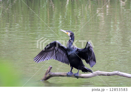 カワウ カワウ 12853583