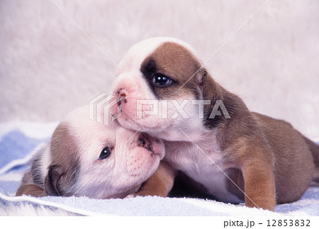 かわいい子犬 かわいい子犬 12853832