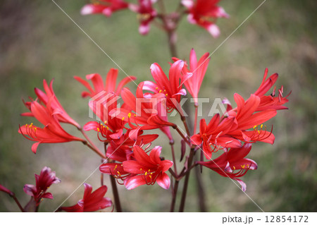 リコリス 12854172