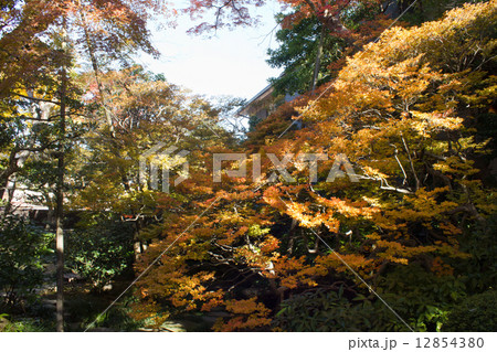 ドウダンツツジ 12854380