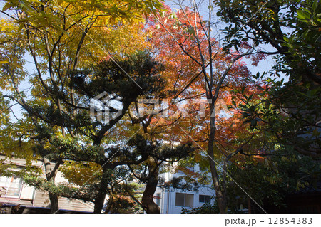 ドウダンツツジ 12854383