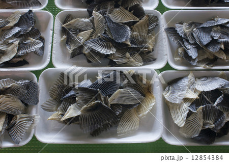 フグヒレ 12854384