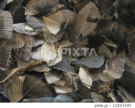 フグヒレ 12854385