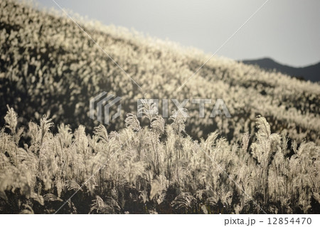 黄金色のススキ穂波 12854470