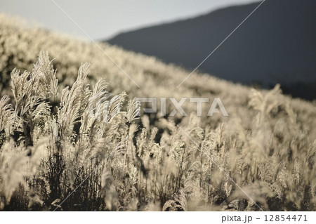 黄金色のススキ穂波 黄金色のススキ穂波 12854471