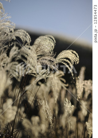 黄金色のススキ 12854473
