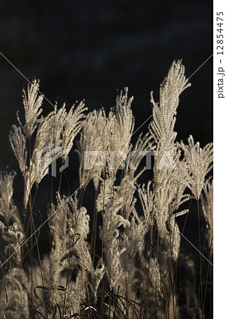 晩秋のススキ 12854475