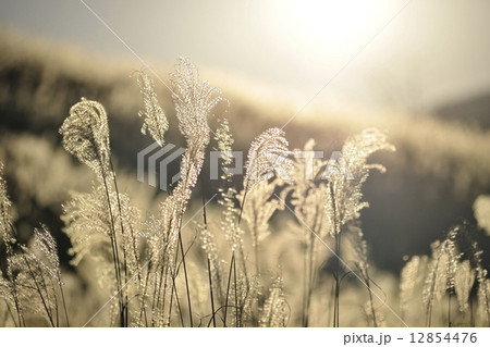 黄金色のススキ 黄金色のススキ 12854476