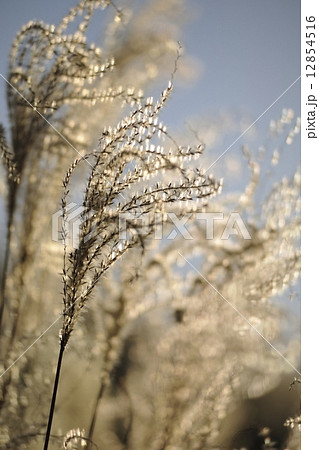 ススキの穂と実 ススキの穂と実 12854516