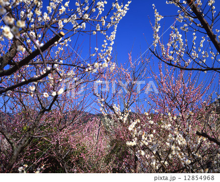 越生梅林 12854968